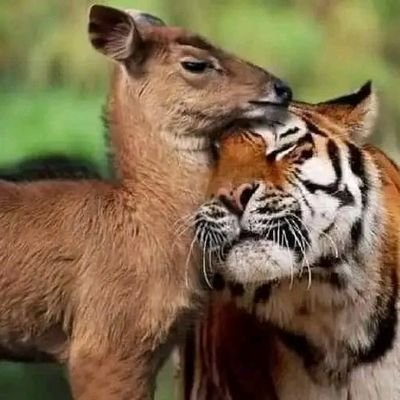 3tornam_Calyps0's profile picture. Salvation Is Free🤍