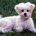 Alyssa Gluck - @Amber096 - Twitter