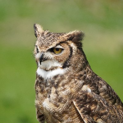 Amateur snapper and wildlife lover.

N/E Scotland.

All pics my own unless RT's.