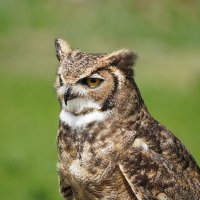 Malph (@malphesius) 's Twitter Profile