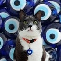 Eevee the İbi (@eeveethewarrior) 's Twitter Profile Photo Eevee the İbi (@eeveethewarrior) 's Twitter Profile Photo