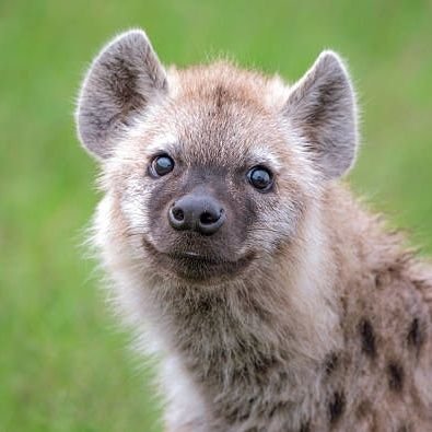 GalacticHyena Profile Picture