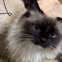 numa (@numachanpp) 's Twitter Profile