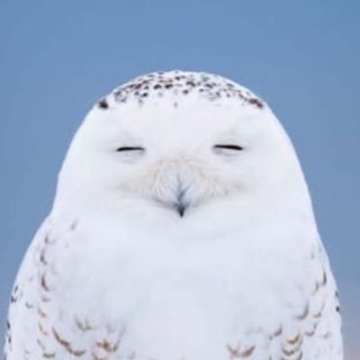 dieeulebbaem's profile picture. mps