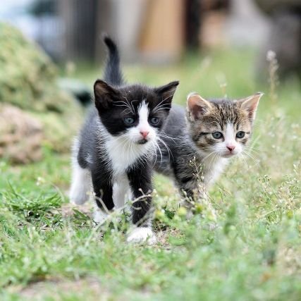 De mis gatos y de Cantabria. 
'El poder programa la vida, la libertad la ordena y le da sentido'