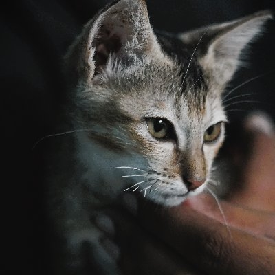 shubhyd9's profile picture. Crypto and airdrop alerts