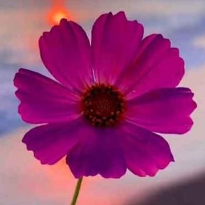 نمی دانم چرا و به چه علت خدا منت گذاشته و ما را با قائم آل محمد آشنا کرده
البته وای بر ما از این کم کاری در حق آل محمد ص
مظلوم یا #احمد_الحسن ع