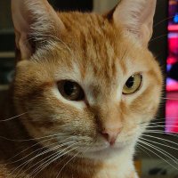 Carlos D. (@durangonfly) 's Twitter Profile