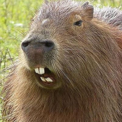 TheMadCapybara Profile Picture