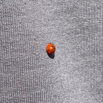 dogbeartrain's profile picture. 