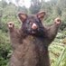 Positive Possum (@GiloDave) Twitter profile photo