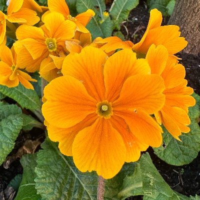 Shastri633947's profile picture. cricket, f1, football, all other sports, movie, radom sarcasm and exploring inner demon