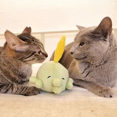 猫アカじゃなくてまやちゃんのアカだよ〜
↓ゆーちゅーぶ
https://t.co/aCz6j9olOm