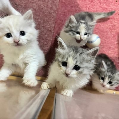 猫派です。ノルウェーフォレストジャンキャット4匹飼ってます。