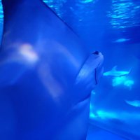 @p。 (@tcpvszbaghpfije) 's Twitter Profile