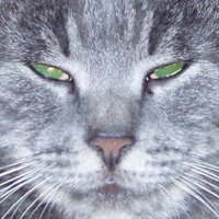 Barbara Vitali (@barbaravitali) 's Twitter Profile