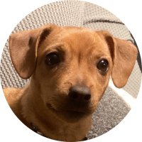 I'm Barkley!(@Barkley_Pup) 's Twitter Profile Photo