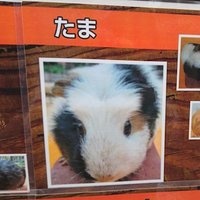 た☆ま (@hima_rsoc) 's Twitter Profile