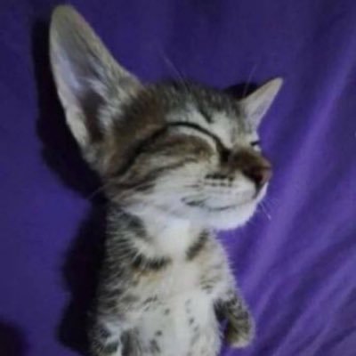 lilacnoom's profile picture. all over the place :)