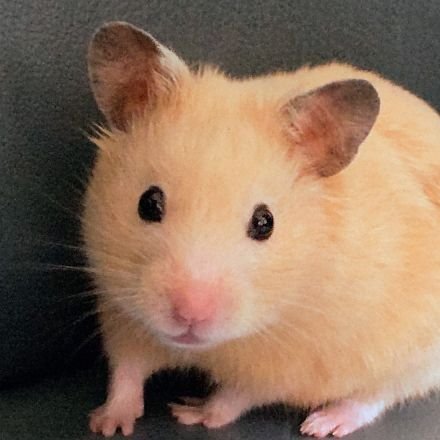 自然と動物を愛します🐹2019 .9濾胞性リンパ腫に  R単剤療法のち再発。　2023.1  BR療法6クールを終え維持療法中。　妻と2匹のハムスターといつも一緒。　　2024.2 網膜剥離治療中。人権を蔑ろにする改憲は大反対😡原発再稼動大反対🤬　れいわ新選組フレンズ登録してます😁