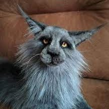 kendra615356517's profile picture. maine coon fog !!!1!!!
