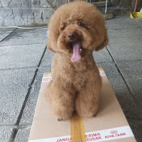 antony (@axnimals) 's Twitter Profile