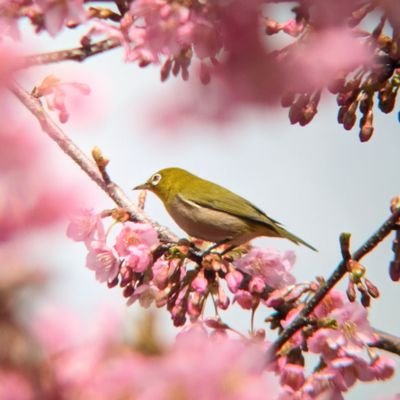 @Scenery_shin29