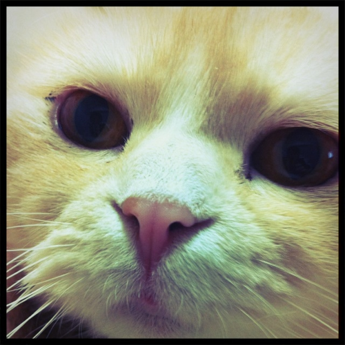 imoco1's profile picture. 結婚五年目。ベビ待ち四年目。暮れからまた病院再開しました。
只今絶賛治療中♪(´ε｀ )
ちなみにアラフォーだったりします。家族は旦那様と、スコティッシュ8匹、チワプーの大家族です(^ ^)
最近、片側顔面痙攣に悩み中。