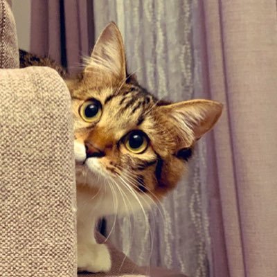 2020年7月12日から東京に住んでいる人間の家族になった保護猫♀です🐾2020年5月1日生まれ。日々のちょっとした癒しを目指してます🐾✨I'm a rescued cat living in Japan.🐈 写真はPENTAX KFかiPhoneでの撮影です
