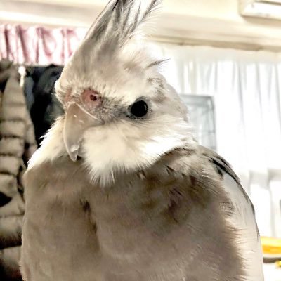 オカメインコが家族に加わったので成長記録にポスト。我が家のオカメ‥2023年3月15日愛知生まれ、同年8月6日家族に仲間入り。ノーマルホワイトフェイス。性別男子。目元がキリっとしてる、お箸大好き。お歌練習中♪私＝動物好き母、ゆるグルテンフリー生活中