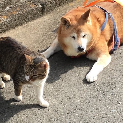 羽生結弦選手✨と彼を応援する全ての人たちを応援します。柴犬と猫のお母さんです。無言フォローお許しください。