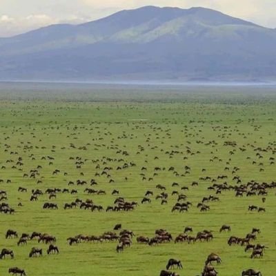 kjarah254's profile picture. 