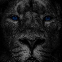 zʇunH ʎɐſ ɐsɐɟnW 🦁🦁🦁🦁(@jay_hunts) 's Twitter Profile Photo