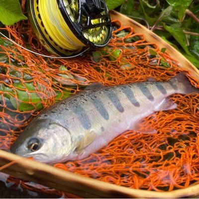 箱根早川は関東近郊からアクセスも良く、海からいきなり渓流の渓相をなす、天然ヤマメが生息し、天然遡上の鮎が豊富な川になります。漁協組合員が漁協と別組織を作り渓流フライ・ルアーの情報をお伝えします。漁協からの公式情報は早川河川漁業協同組合のWeb Pageをご参照ください。