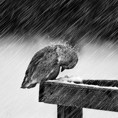 LonelyxSparrow's profile picture. 