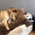 老犬ホーム・ペットホテル ゆるやか (@yuruyaka_happy) Twitter profile photo 老犬ホーム・ペットホテル ゆるやか (@yuruyaka_happy) Twitter profile photo