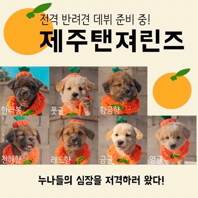 귤엔터 황구윤 반려견 데뷔 준비 중さんのプロフィール画像