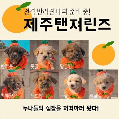 제주탠져린즈 · 제주만다린즈 · 노지감귤즈 🍊 세계최초 반려견 연습생을 배출한 길거리캐스팅 명가 귤엔터 🍊 📚 ’우리는 귤멍멍이 유기견 아이돌‘