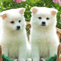 Puppies Pupes(@PuppiesP35315) 's Twitter Profile Photo