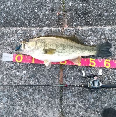 バス、ナマズ、雷魚釣りが好きなおじさんです❗️暇な日は、ロクマル目指して、琵琶湖に行ってます😀