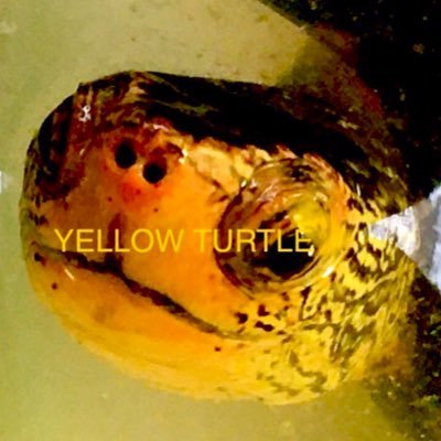 屋号 YELLOW TURTLE 現在は販売しておりません。