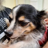 Harry...π Lily & π Sirius (@siriusbell) 's Twitter Profile