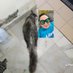 ShamLV chub🐼🤛💦💦🍌🍆😛🤪😜 (@sham84975890) Twitter profile photo ShamLV chub🐼🤛💦💦🍌🍆😛🤪😜 (@sham84975890) Twitter profile photo