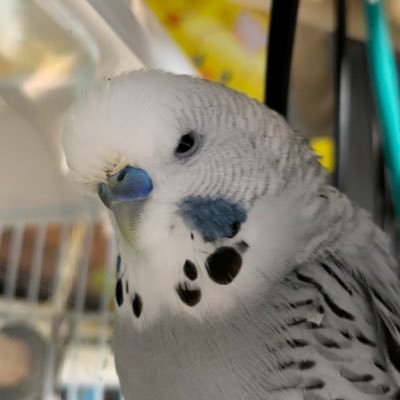 nijiiro716's profile picture. 23区の北の端っこの、メガネを掛けたオッサンです☆ オカメの霰とセキセイの柊とマメルリハの柃と娘と嫁が家に居ます🌈に雪之丞と霞と霙と雫と霤が居ます。その昔HP10プリメーラに乗って、都内某 所でルーレットしてました。一応父親やってます。カルデアでマスターやってます。よろしくどうぞ。鳥と食べ物と飲み物ツイート多めです。