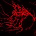 Taylor Lab (@taylorlabncl) Twitter profile photo Taylor Lab (@taylorlabncl) Twitter profile photo