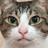 ねこてく (@nekotekuch) 's Twitter Profile