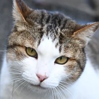 ヒマワリ (@system7777) 's Twitter Profile