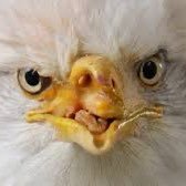 the eagle from the story about eagles that brian ortega told about eagles #mmatwitter