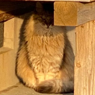 ショーンさんのプロフィール画像