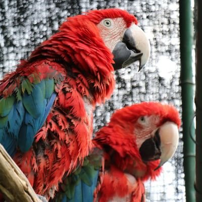 Non profit section 18A parrot rescue & rehabilitation sanctuary. 165-385  PBO 30064551 https://t.co/7n7c6bSos4 for much needed donations- always ❤